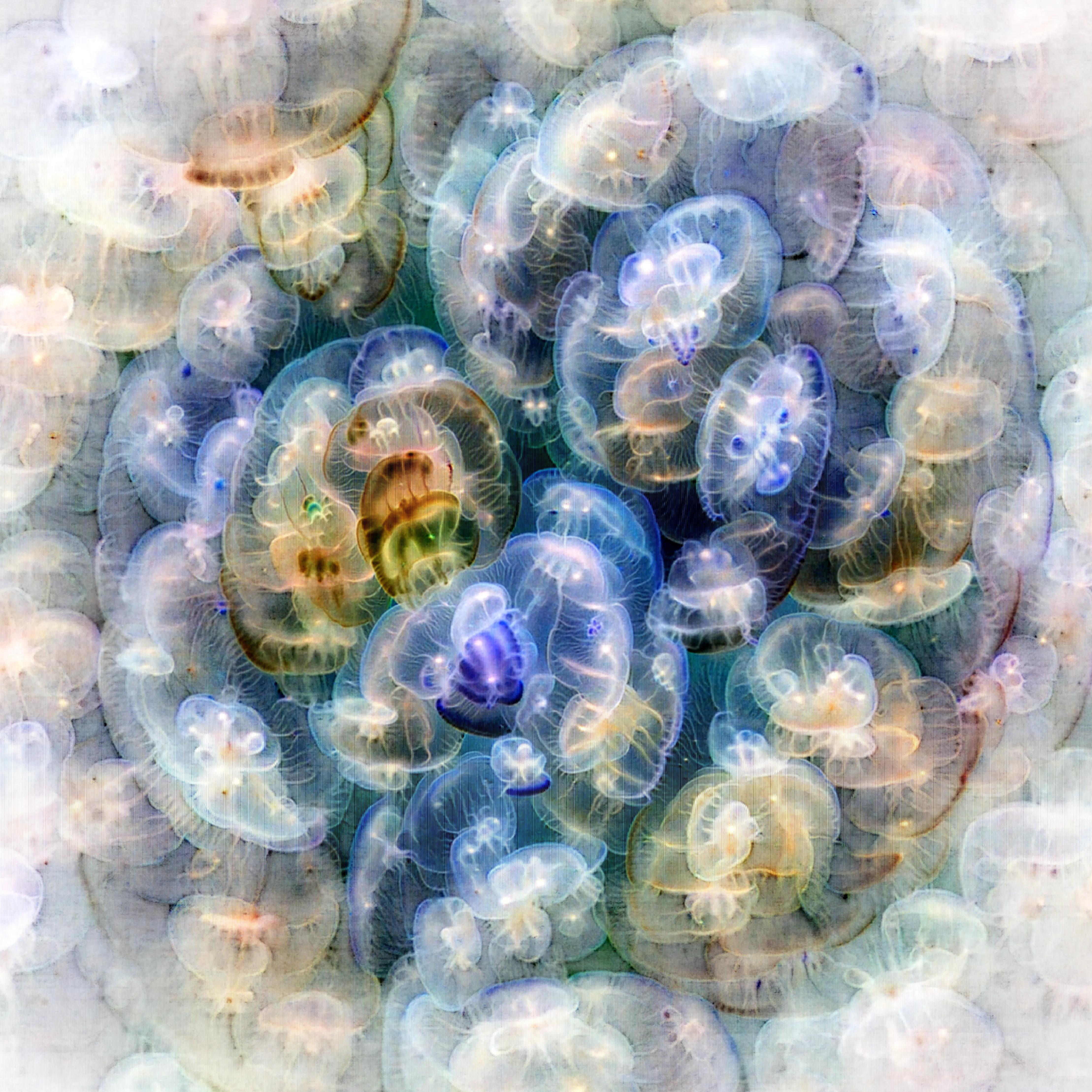DINOv2 feature visualization for image 68